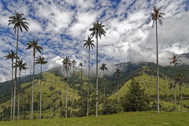 Valle del Cocora, Colombia