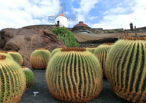 Jardín de los Cactus, Lanzarote