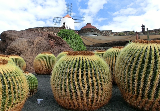 Jardín de los Cactus, Lanzarote