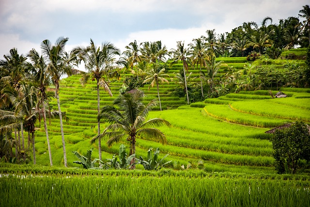 Terraza de arroz, Bali